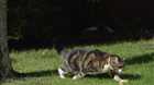 Коты в замедленной съемке / Cats in slow motion
